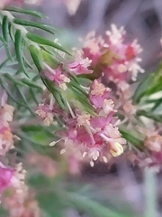 Passerina falcifolia