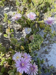 Drosanthemum candens