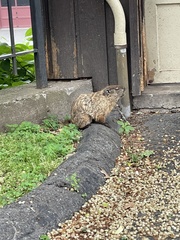 Marmota monax