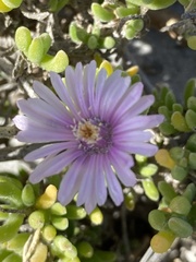 Drosanthemum candens