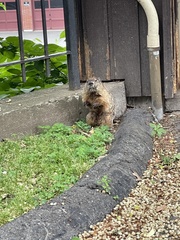 Marmota monax