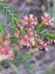 Passerina falcifolia