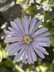 Drosanthemum candens