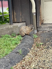 Marmota monax