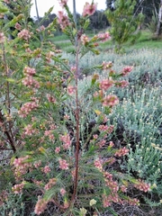 Passerina falcifolia