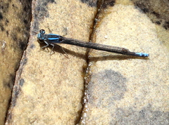 Pseudagrion furcigerum
