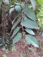 Trema micrantha floridana