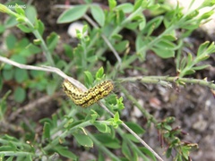 Zygaenoidea