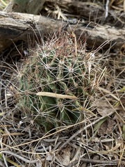 Hamatocactus setispinus