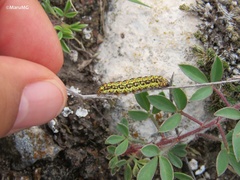 Zygaenoidea