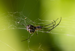 Leucauge volupis