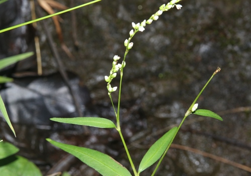 Persicaria punctata observed 2022-10-07