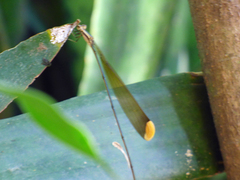 Mecistogaster ornata