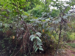 Trema micrantha floridana