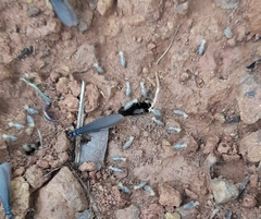 Neocapritermes opacus