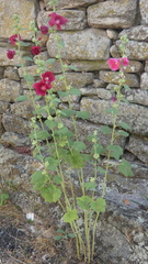 Alcea rosea