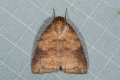 Gelastocera castanea