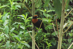 Chrysomus ruficapillus