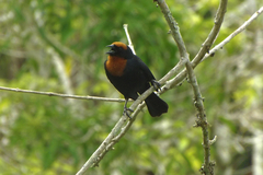 Chrysomus ruficapillus