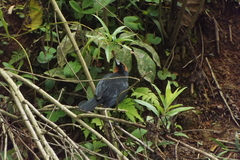 Chrysomus ruficapillus