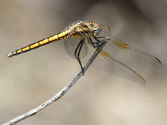 Trithemis furva