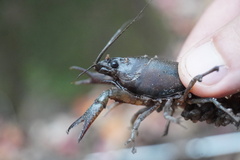 Astacoidea