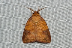 Gelastocera castanea