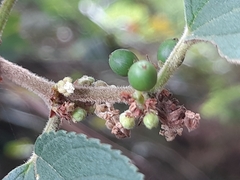 Trema micrantha floridana