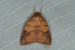 Gelastocera castanea