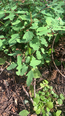 Symphoricarpos mollis