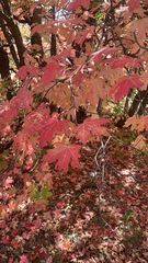 Acer grandidentatum