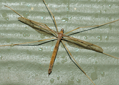 Tricyphona