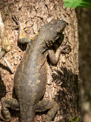 Tropidurus catalanensis