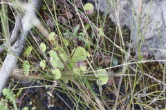 Centella eriantha
