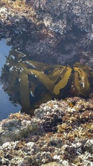 Lessoniaceae