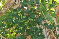 Canavalia cathartica