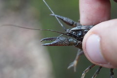 Astacoidea