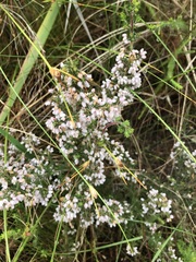 Erica parviflora