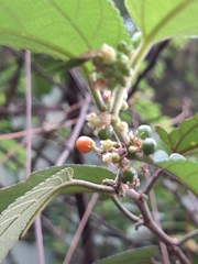 Trema micrantha floridana