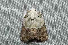 Giaura lichenosa