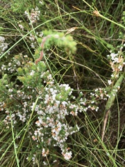Erica parviflora