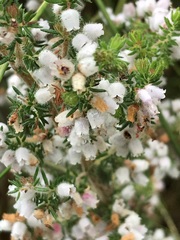 Erica parviflora