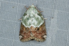 Giaura lichenosa