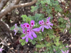 Pelargonium quercifolium