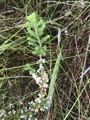 Erica parviflora