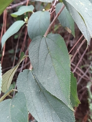 Trema micrantha floridana
