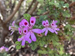 Pelargonium quercifolium