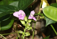 Canavalia cathartica