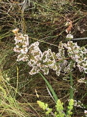 Erica parviflora