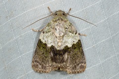 Giaura lichenosa